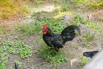 Black hen cock rooster free range in farm
