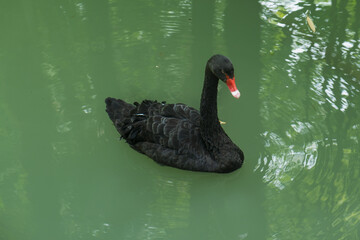 A black swan floats on the water of the lake