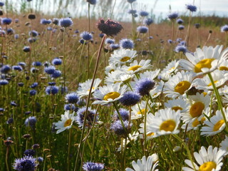 field of daisies