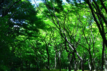 皇居にある北の丸公園