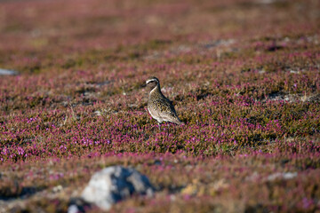 European golden plover on flatruet in Sweden.