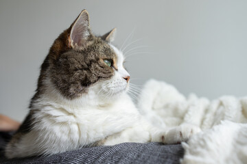 Tabby cat on white blanket on a sofa looking straight ahead.