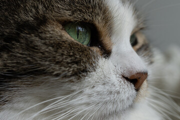 Close up of a tabby cat's face with green eyes.
