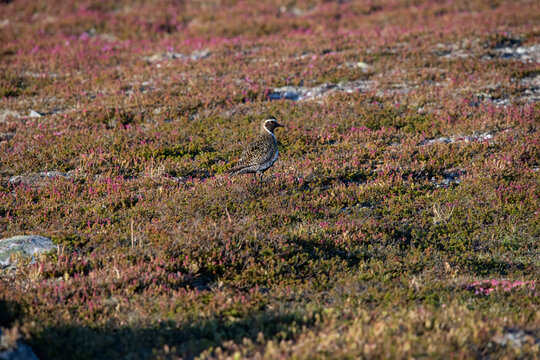 European golden plover on flatruet in Sweden.