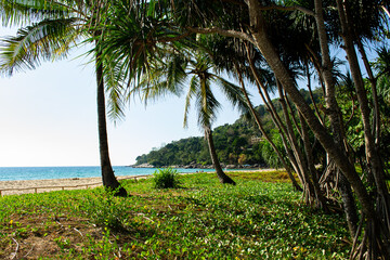 sea, beautiful, beach, trees, lagoon, bay, trees, lawn, phuket, thailand