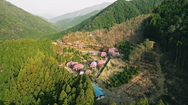 山間部の集落に咲くしだれ桜