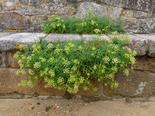 Rock samphire or sea fennel or crithmum maritimum coastal plants.