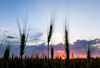 Silhouettes of ears of wheat in a field during sunset against the backdrop of a picturesque yellow sky