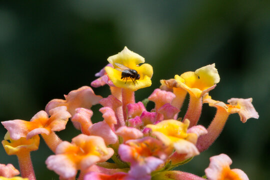 close-up West Indian Lantana with fly 