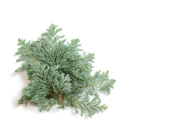 juniper branches isolated  on white background