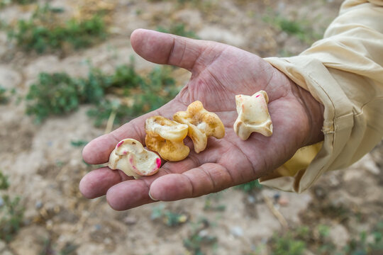 Asyki ram bones in hand. Asian national game of asyki