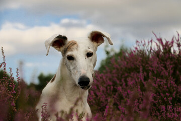beautiful Galgo head portrait sits in a field of pink heather