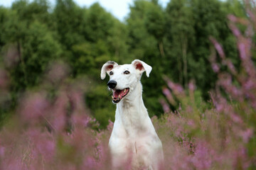 beautiful Galgo head portrait sits in a field of pink heather