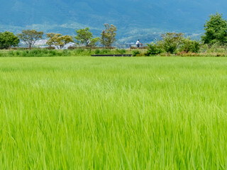 京都丹後　夏の田園風景