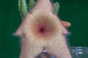 close up Gaysorn bursts in the blooming of the large starfish cactus flower..Beautiful white smoke background. Blooming cactus flower open,.close-up. Wedding backdrop, Valentine's Day concept.