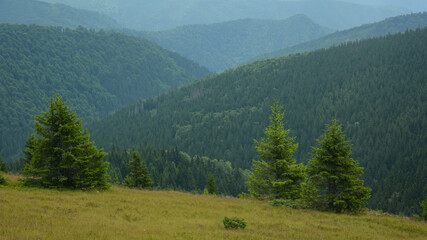 Green spruce trees growing on an alpine pasture in Parang Massif. Wild coniferous forests and high crests in a rainy day. Carpathia, Romania.