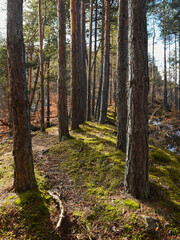 Sun rays lighting a footpath along a hill inside a beautiful pine forest. Spring season, Moss plants are covering the trail. Carpathia, Romania.