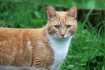 Fototapeta na wymiar Portrait of young ginger cat in a garden. Green grass on a background. 