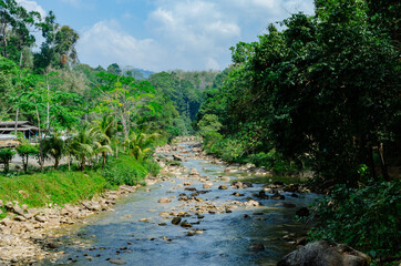 glade, river, stones, beautiful, landscape, palm trees, sky, green grass