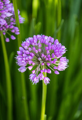 allium senescens
