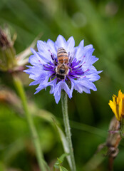 Biene auf blauer Kornblume