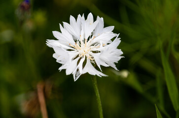 weiße Kornblume