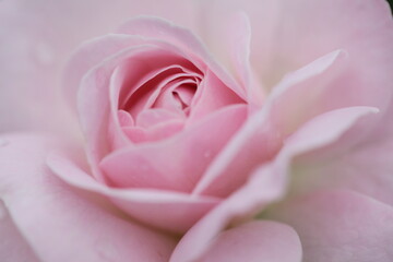 Fototapeta na wymiar pink rose flower close up