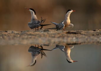 White-cheeked Tern pair and reflection at Asker marsh, Bahrain