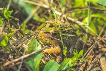 frog sitting on the grass