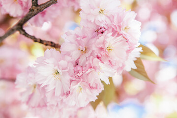 Lots of pale pink flowers blossoming on a sakura tree