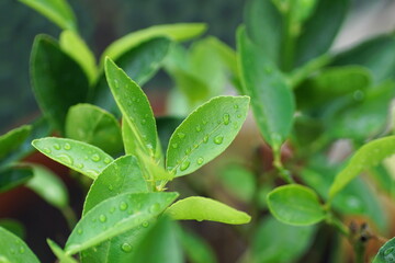 Close up of fresh aromatic lemon leaves with rain drops on it.