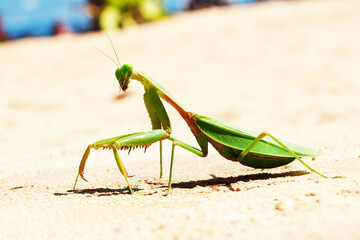 mantis, insect, macro, phuket