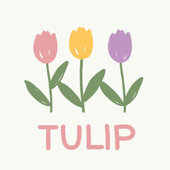 hand drawn tulip flowers, tulip illustration