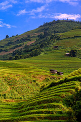 Rice fields on terraced beautiful shape of Mu Cang Chai, YenBai, Vietnam. Rice fields prepare the harvest at Northwest Vietnam.