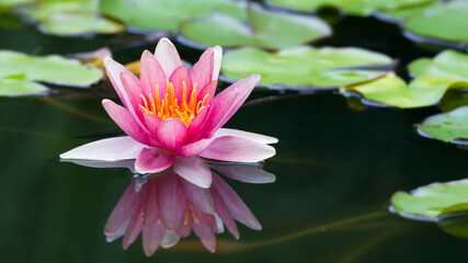 Seerose © C. Schüßler