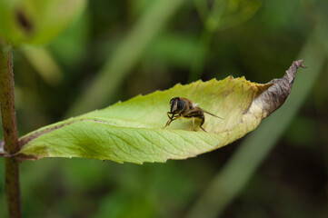 Pollen laden bee cleaning self on a leaf