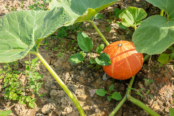Obraz premium Close-up of a Hokkaido pumpkin grown in Kraichgau, Germany.
