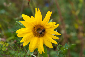 View of bee working on a yellow flower