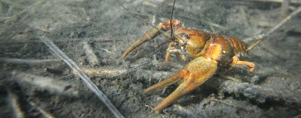 Noble crayfish Astacus astacus in a lake (natural habitat), close-up underwater shot. Crayfish...
