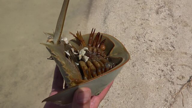Captured wild Atlantic horseshoe crab (Limulus polyphemus) in a guy hand.  Ria Lagartos, Yucatan, Mexico