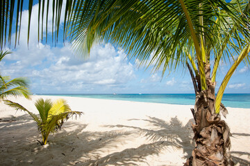 Panoramic view of a beach with coconut palms in a Caribbean island of white sand and crystal clear sea