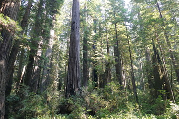 Fototapeta na wymiar Küstenwald , westküste USA, Redwood forest
