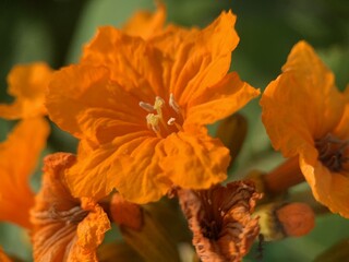 Very attractive bunch of orange flowers.