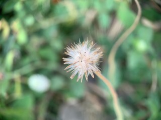 This flower is a dandelion which is a large genus in the Asteraceae family. This flower is found in the backyard.