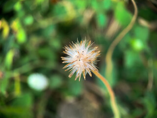 This flower is a dandelion which is a large genus in the Asteraceae family. This flower is found in the backyard.