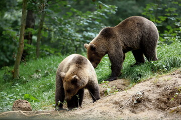 brown bear cubs