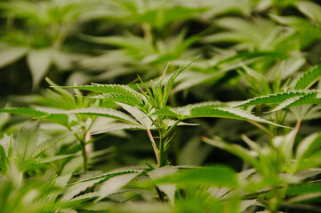 weed leaf about led grow light