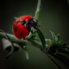 ladybird on a leaf