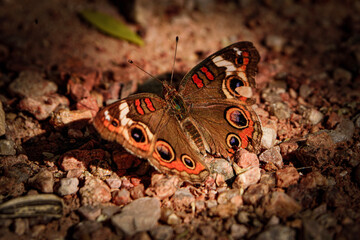butterfly on the ground