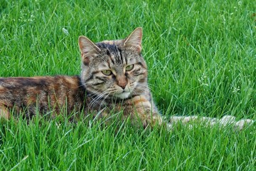 Obraz premium Katze in Wiese